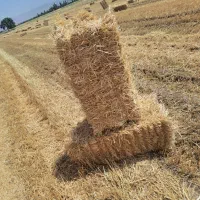 کلش گندوم تحویلی