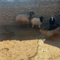 ۱۲۳|حیوانات مزرعه|پلدختر, |دیوار