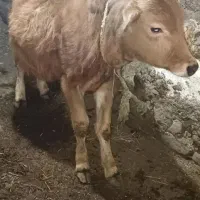 یک‌گوساله‌نر