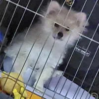 پامر رو باهی