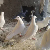 کفترصیدپرشی|پرنده|چناران, |دیوار