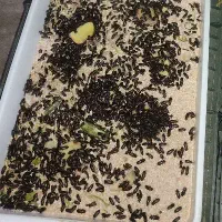 پک سوسک تاریکی استارتر تکثیر کرم میلورم