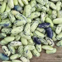 دانه باقالی یک کیلو290