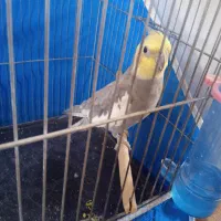 عروس هلندی نر