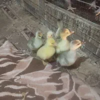 3عدد غاز 5ماهه و8عدد جوجه غوغاز 20روزه|حیوانات مزرعه|چناران, |دیوار