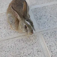 خرگوش|موش و خرگوش|تربت جام, کشتارگاه|دیوار