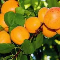 نهالستان گردو و بادام دیرگل و پربار پالیز|خدمات باغبانی و درختکاری|صفادشت, |دیوار