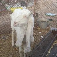 بز پاکستانی|حیوانات مزرعه|کرمان, |دیوار