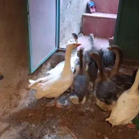 غازای طبیعی وکرچ شو