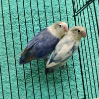 طوطی برزیلی مولد در رنگ های خاص|پرنده|قائمشهر, |دیوار