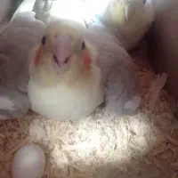 عروس هلندی معاوضه|پرنده|قدس, شهرقدس|دیوار