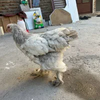 مرغ اصیل براهما بلولایت ۸ ماهه|حیوانات مزرعه|بانه, |دیوار