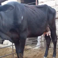 اهواز  رامشیر|حیوانات مزرعه|رامشیر, |دیوار