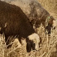 بره ماده صحیح و سالم ماده