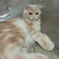 گربه