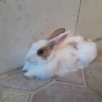 خرگوش بازی گوش|موش و خرگوش|مریوان, |دیوار