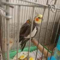 عروس هلندی نر با تغذیه ی سالم