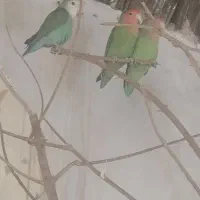 کوتوله نر و ماده یه جفت مولدویه جفت تازه جفت خورده