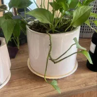 گل فوکوس وزاموفیلیا سرامیکی زیبا هدیه مادر ۴۵۰|گل و گیاه طبیعی|قم, چهل اختران|دیوار