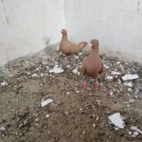 زرد|پرنده|برازجان, |دیوار