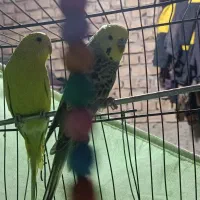 مرغ عشق جفت