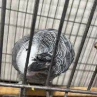 کاسکو سخنگو