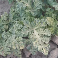 تخمه هندوانه