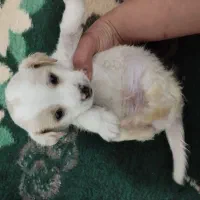 سگ فنجونی|سگ|پیشوا, |دیوار