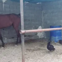 اسب مادیان سالار ۲پدر بزرگش هست|اسب و تجهیزات اسبسواری|بندر کنگان, |دیوار