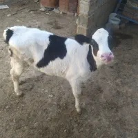 گوساله شیری ماده