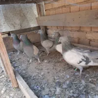 کبوتر|پرنده|بروجن, |دیوار