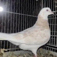 شازده زرد وسرور