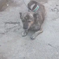 سگ نژادار  نر