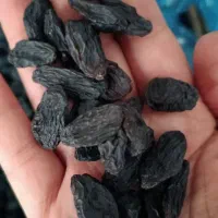 مویز درشت بدون هسته،مغزگردو