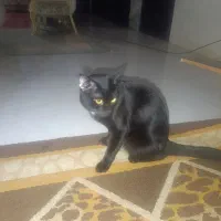 گربه های اهلی وخونگی|گربه|بجنورد, |دیوار