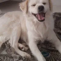 واگذاری پامراشپیتز|سگ|هشتگرد, هشتگرد قدیم|دیوار