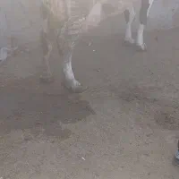 گاو با گوساله ماده ۳۵کلیوشیر|حیوانات مزرعه|قوچان, |دیوار