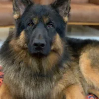 ژرمن شپرد شولاین اصیل