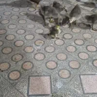 جوجه غوغاز اوکراینی دوماهه