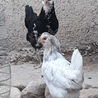 تخم نطفه دار