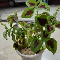 گل و گیاه|گل و گیاه طبیعی|دورود, |دیوار