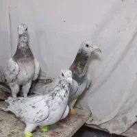 ۵ تا هفرنگ نر جوان یه ساله  زد و خردی