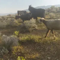 چبش بذری