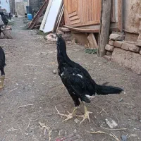 جوجه ی لاری|حیوانات مزرعه|خوی, |دیوار