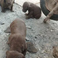 توله‌پویینتراصل‌المانی|سگ|گنبد کاووس, |دیوار