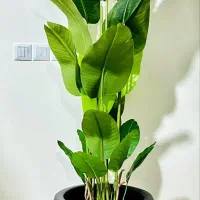 فروش عمده و خرده انواع درختچه مصنوعی وارداتی