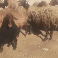 میش مهربانی