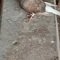 قهویی دمسفید ماده|پرنده|کارون, |دیوار