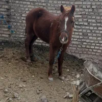 اسب ماده|اسب و تجهیزات اسب‌سواری|طبس, |دیوار