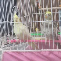 عروس هلندی فروشی